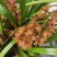 兰花红兰花贵州特产兰花节节高兰花