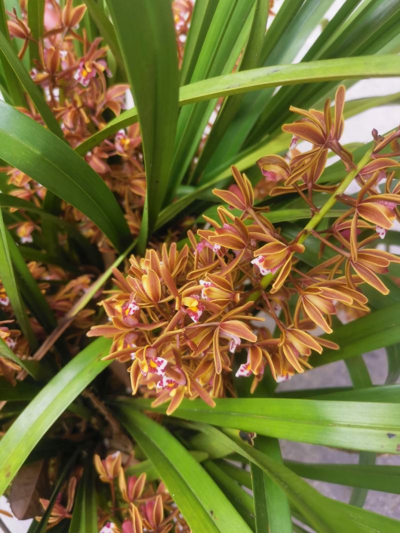 兰花红兰花贵州特产兰花节节高兰花
