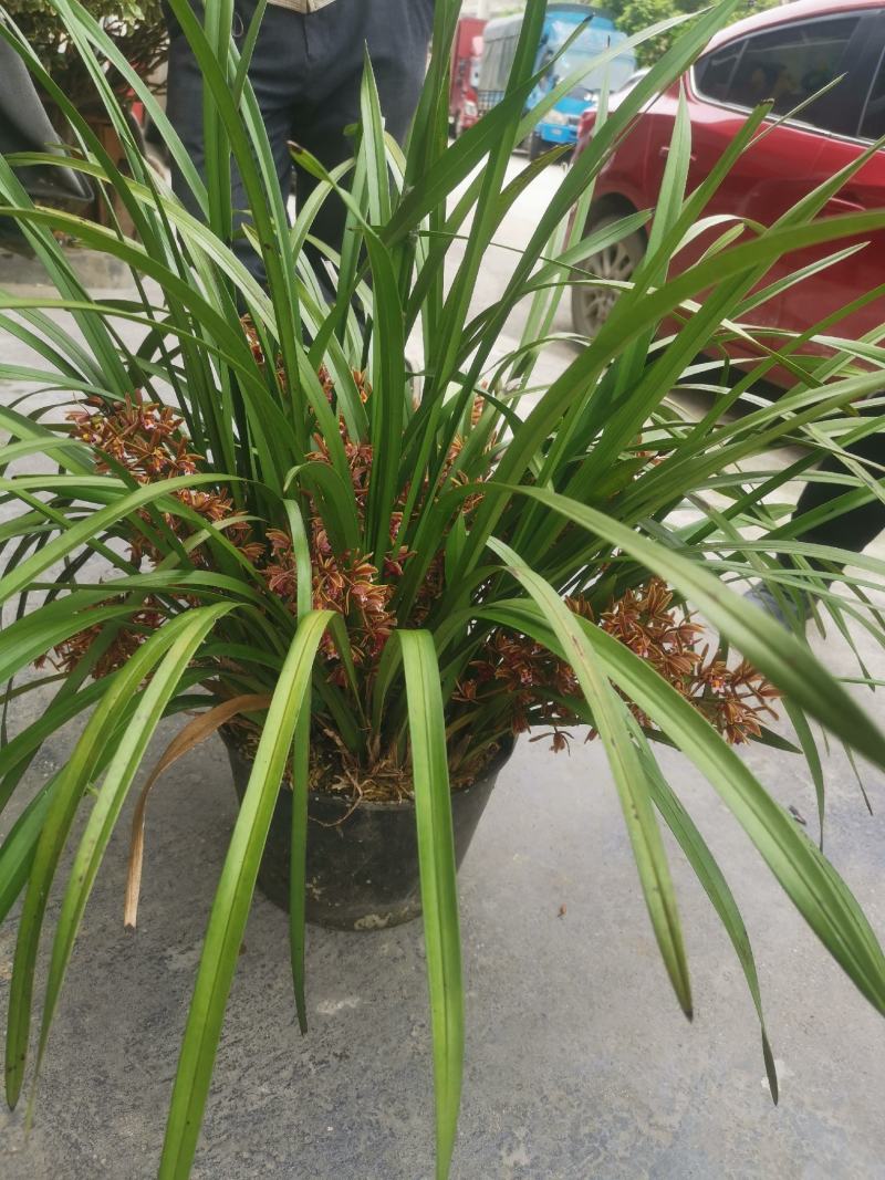 兰花红兰花贵州特产兰花节节高兰花