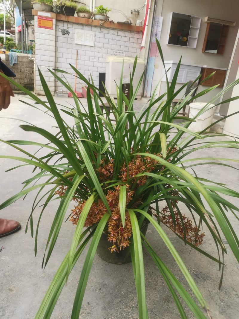 兰花红兰花贵州特产兰花节节高兰花