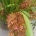 兰花红兰花贵州特产兰花节节高兰花