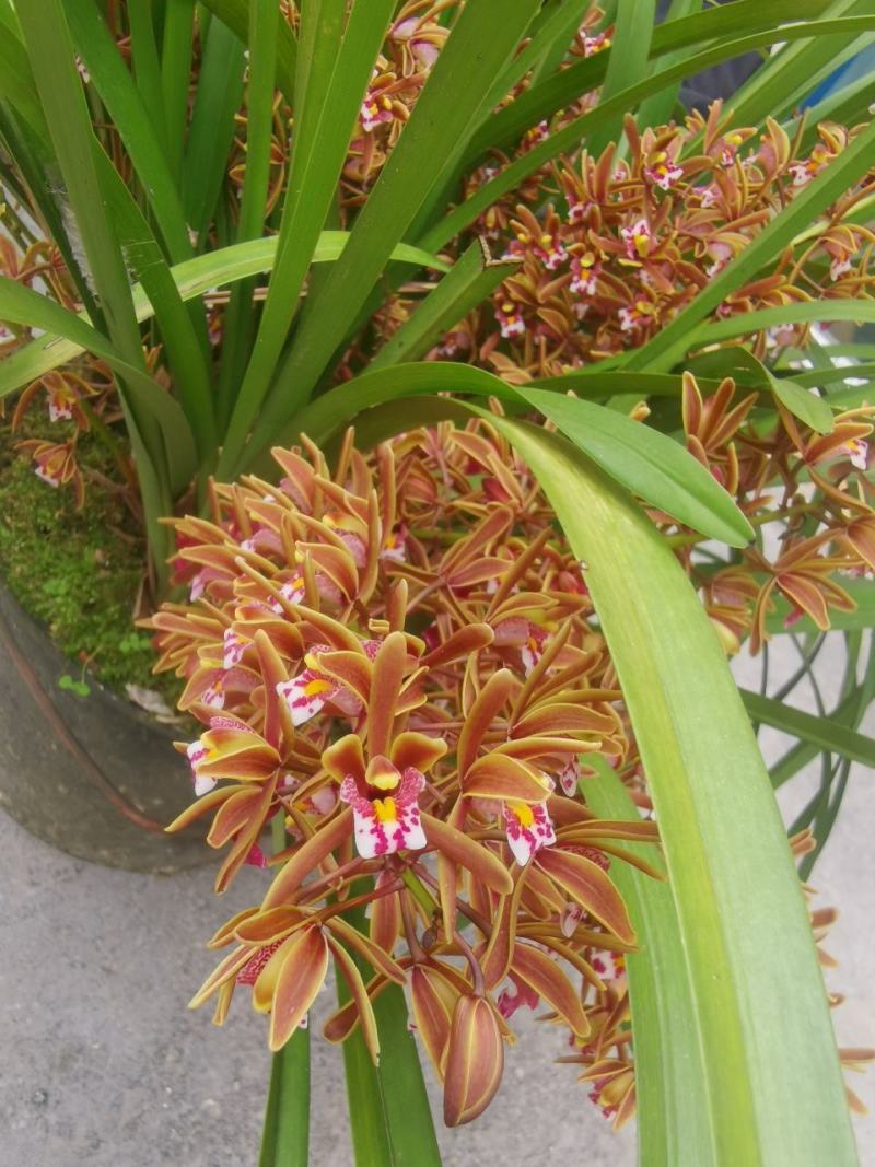 兰花红兰花贵州特产兰花节节高兰花