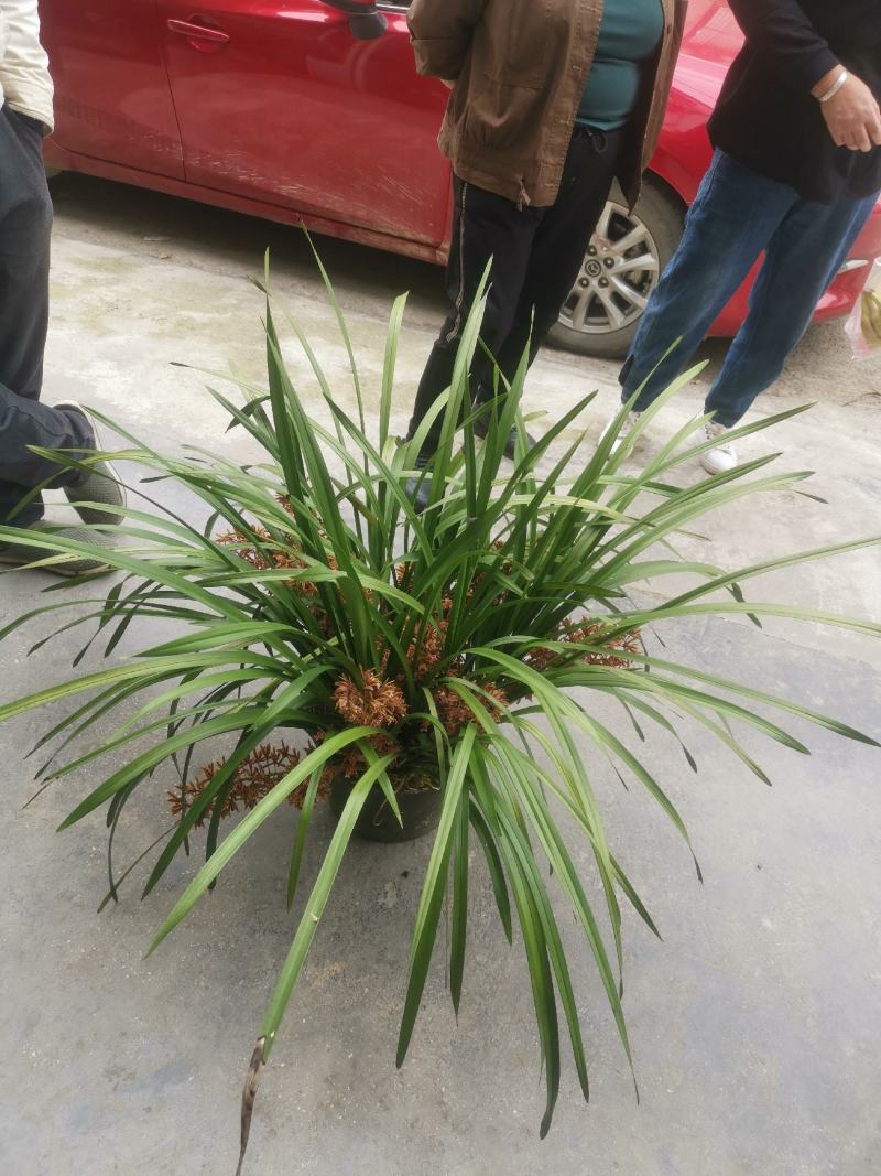 兰花红兰花贵州特产兰花节节高兰花