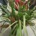 兰花红兰花贵州特产兰花节节高兰花