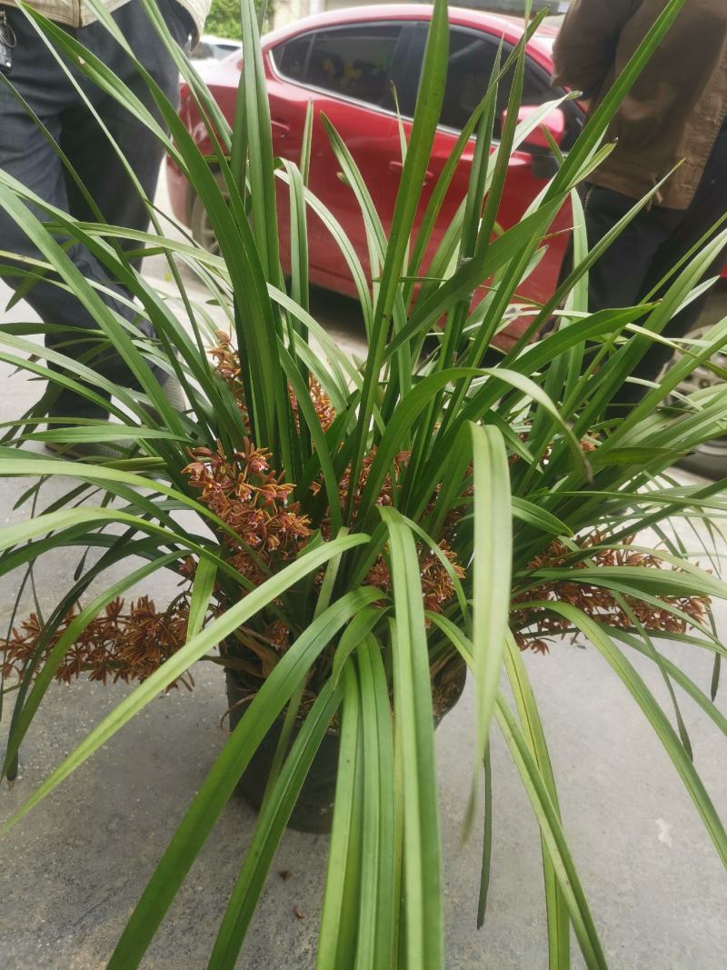 兰花红兰花贵州特产兰花节节高兰花