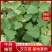 灰灰菜速冻灰灰菜，产地直供，量大从优。可贴标代工