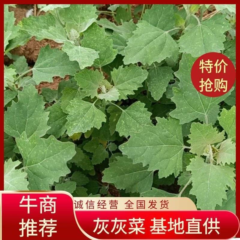 灰灰菜速冻灰灰菜，产地直供，量大从优。可贴标代工