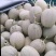 海南【精选】哈密瓜皮薄肉厚质好价优大量现货代发全国