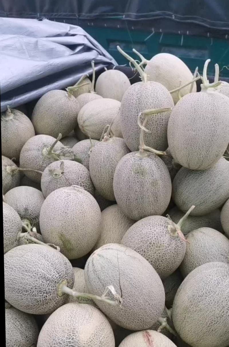 海南【精选】哈密瓜皮薄肉厚质好价优大量现货代发全国