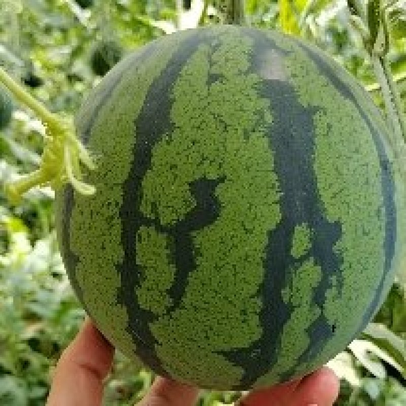 新疆西瓜甜王西瓜吐鲁番大棚西瓜目前大量供货中，熟度有保证