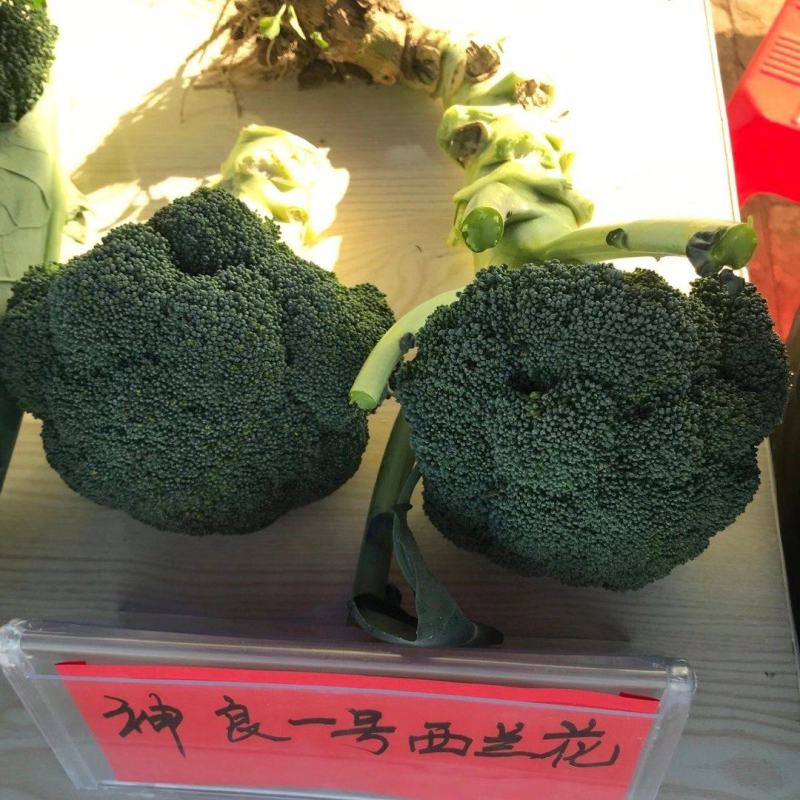 神良1号2号3号马尼拉神良系列菜花种子