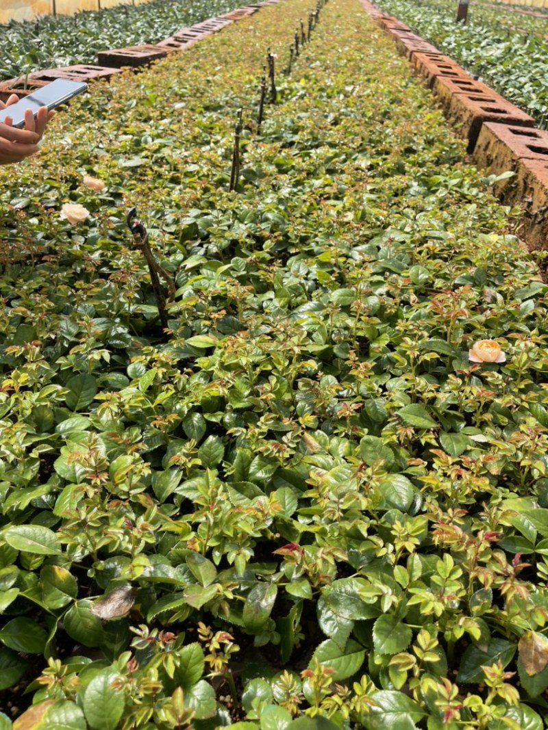 果汁阳台，庭院种植景观绿化，基地直供成活率高。