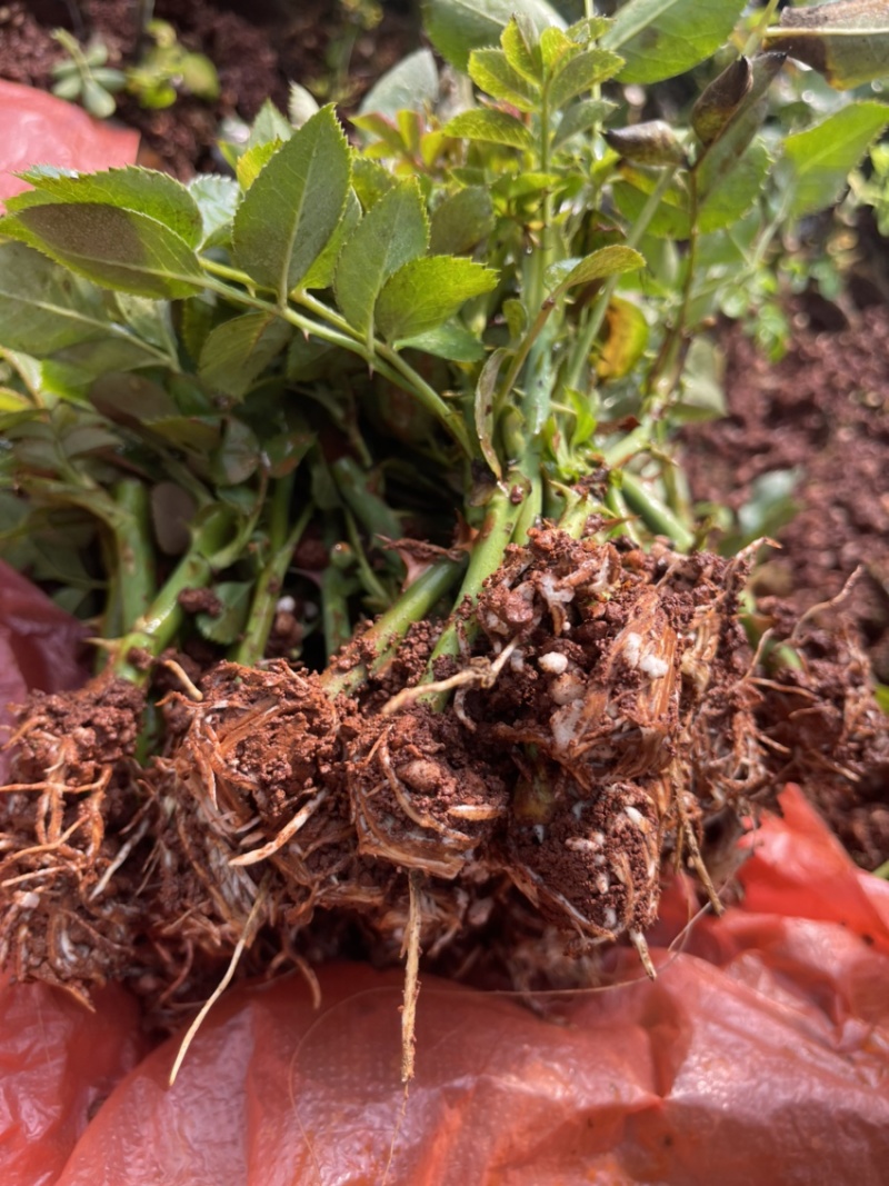 果汁阳台，庭院种植景观绿化，基地直供成活率高。