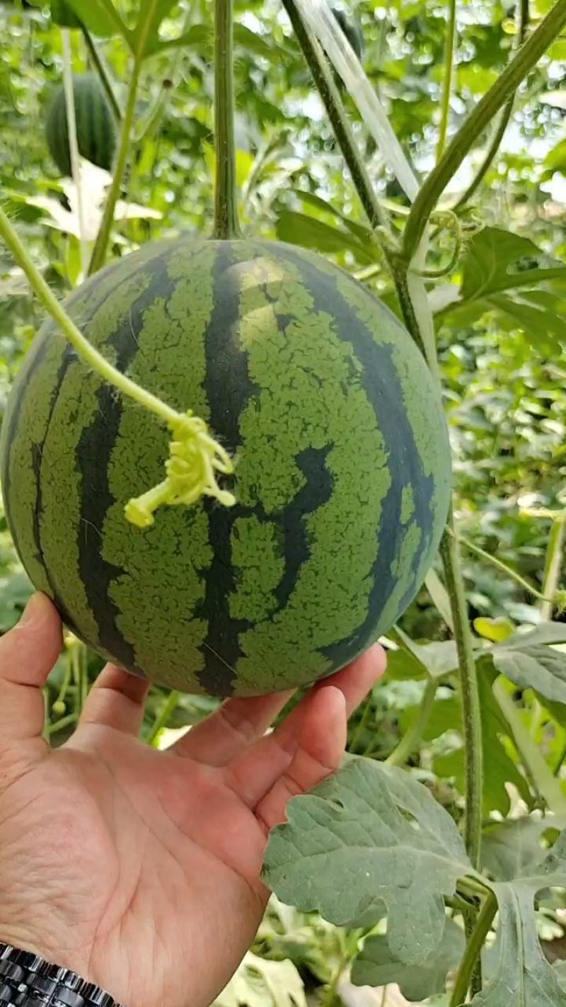 新疆西瓜甜王西瓜吐鲁番大棚西瓜目前大量供货中，熟度有保证