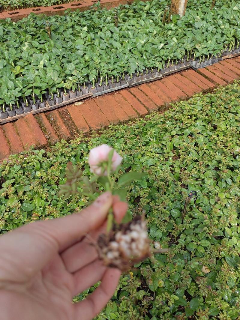 果汁阳台盆栽绿化工程苗四季开花花香纯正品质非常好