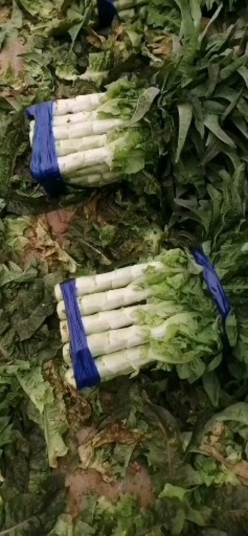 莴苣红叶香莴笋，毛菜，杆子，，自己工人，质量保证