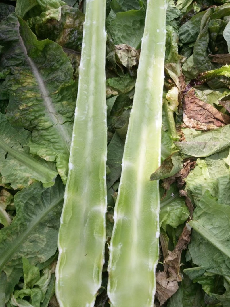莴苣红叶香莴笋，毛菜，杆子，，自己工人，质量保证