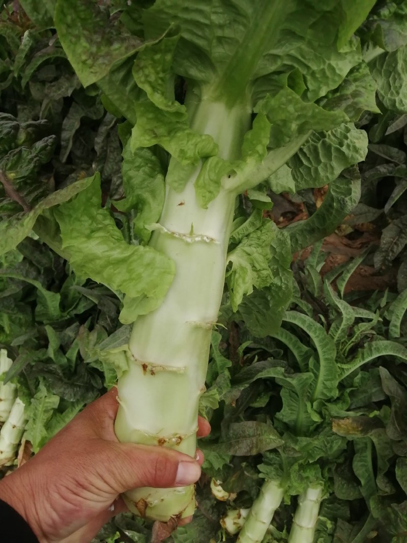 莴苣红叶香莴笋，毛菜，杆子，，自己工人，质量保证