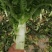 莴苣红叶香莴笋，毛菜，杆子，，自己工人，质量保证