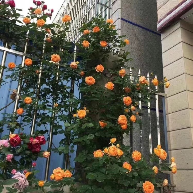 【力荐】几百万颗月季批发，品种齐全，可通过一亩田打电话给我