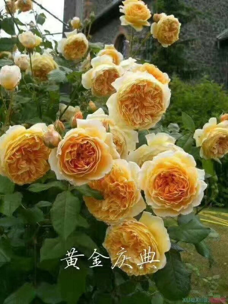 【力荐】几百万颗月季批发，品种齐全，可通过一亩田打电话给我