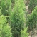 优质塔柏蜀桧常青树规格50~500公分高批零上市