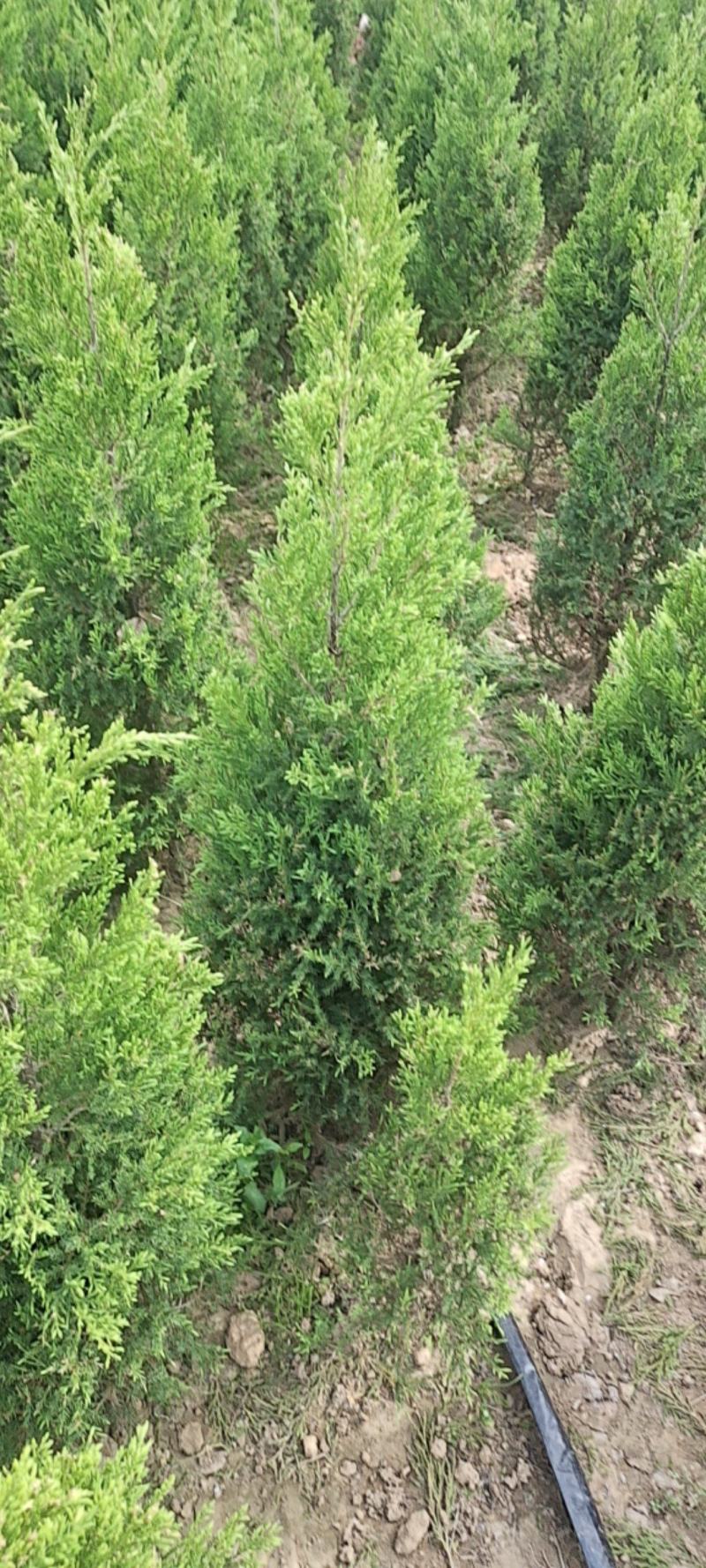 优质塔柏蜀桧常青树规格50~500公分高批零上市