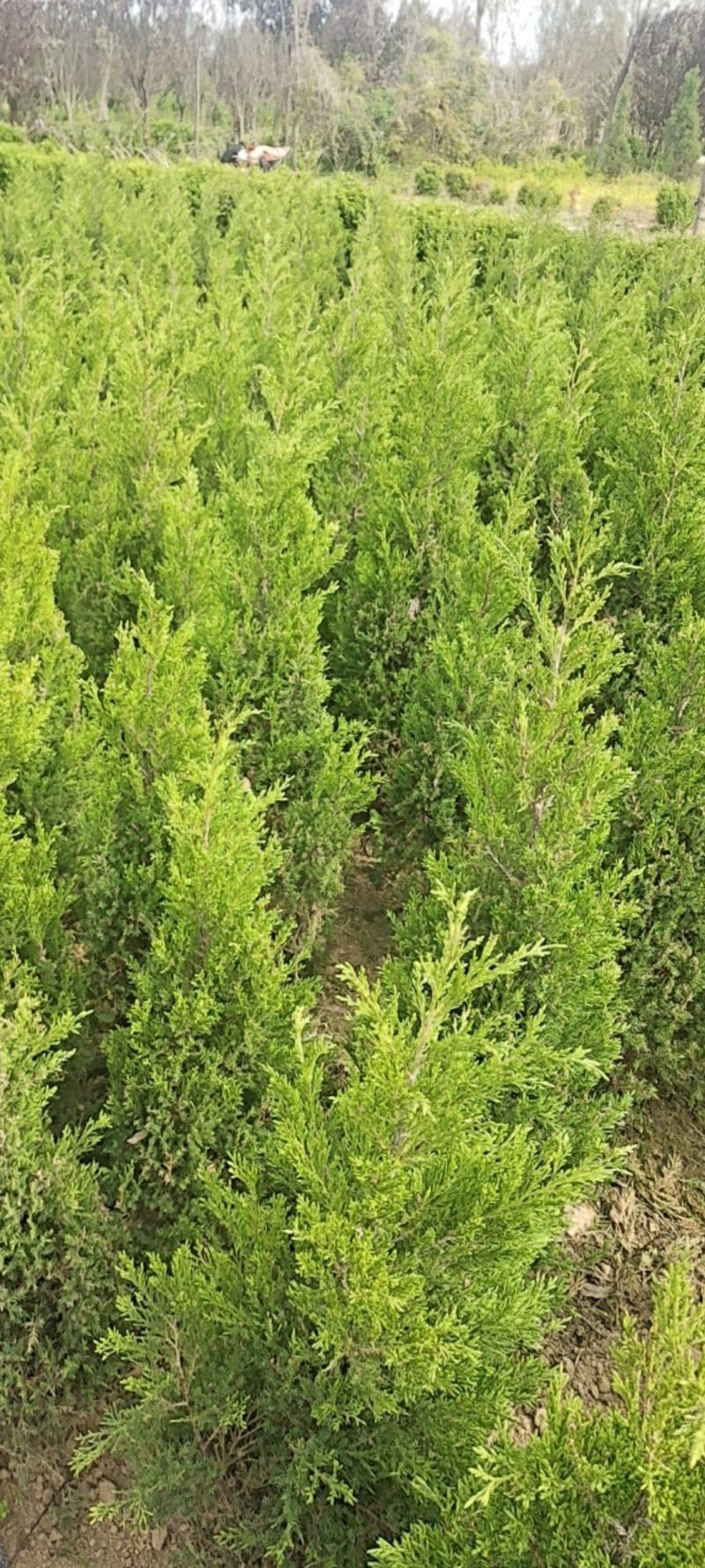 优质塔柏蜀桧常青树规格50~500公分高批零上市