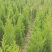 优质塔柏蜀桧常青树规格50~500公分高批零上市