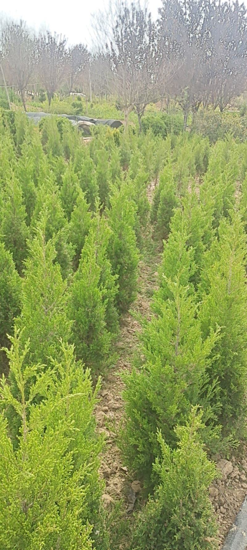 优质塔柏蜀桧常青树规格50~500公分高批零上市