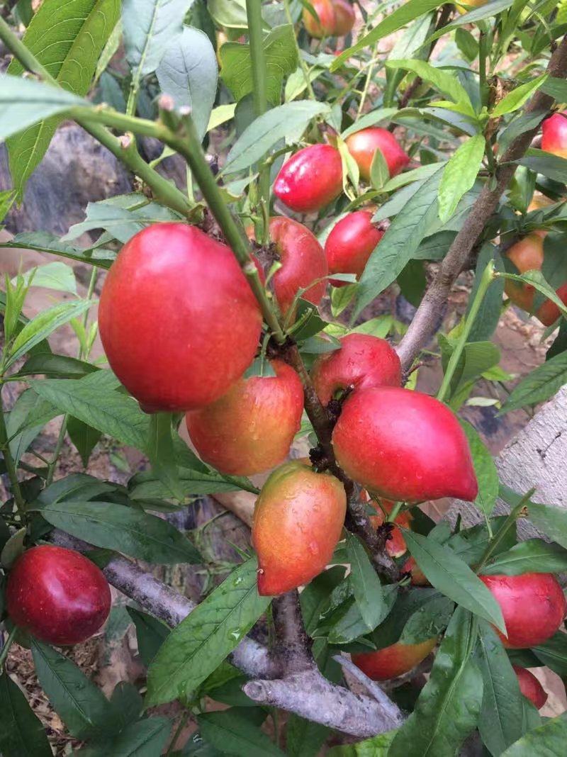中油4号油桃
