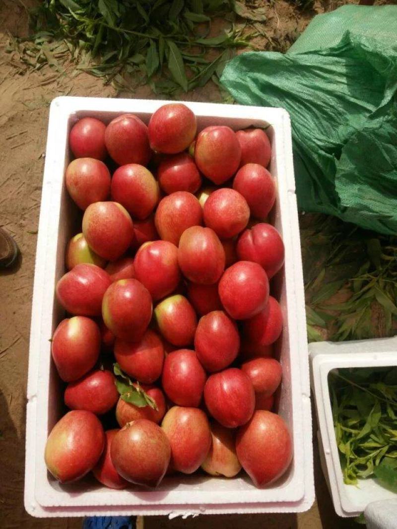 中油4号油桃