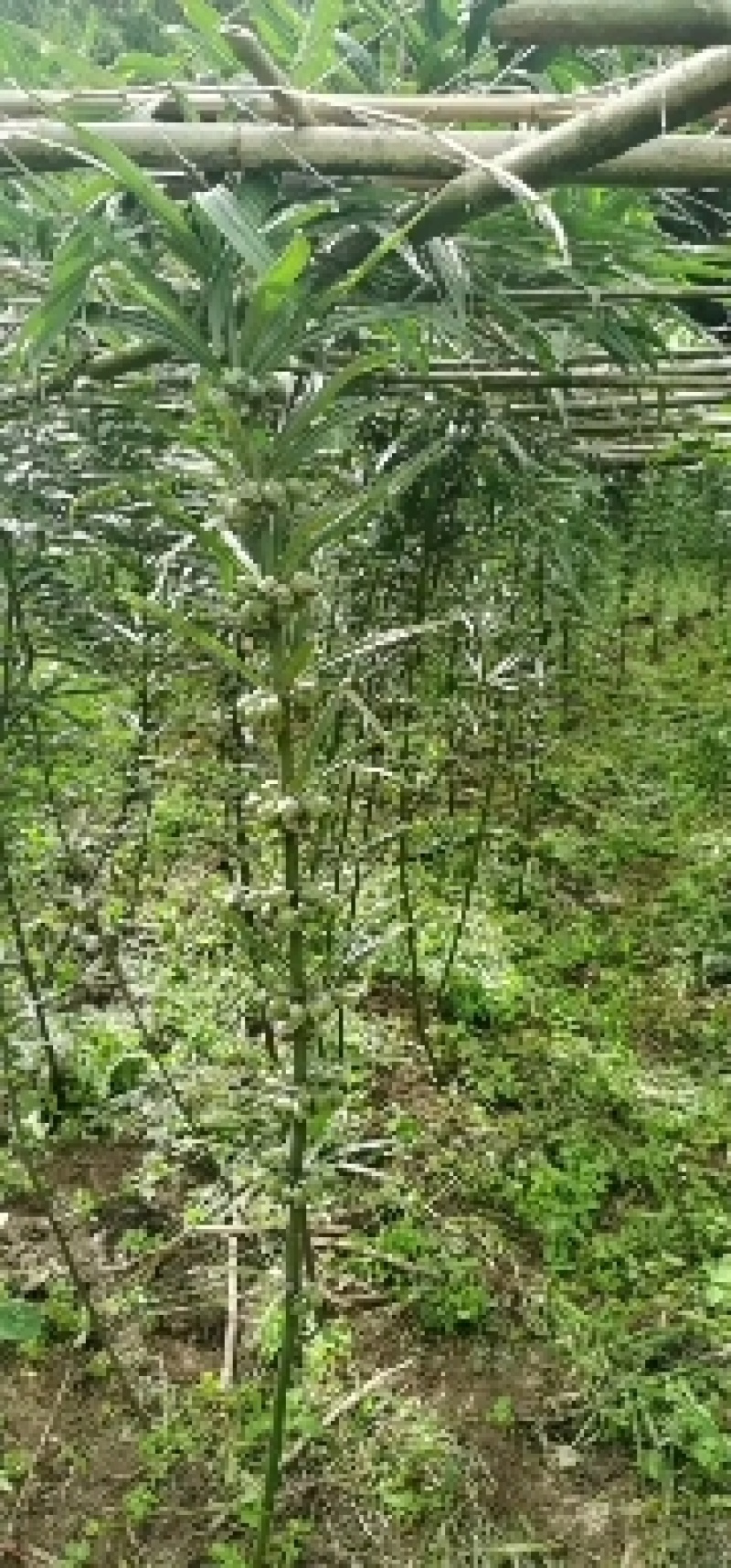 云南黄精滇高红花种子