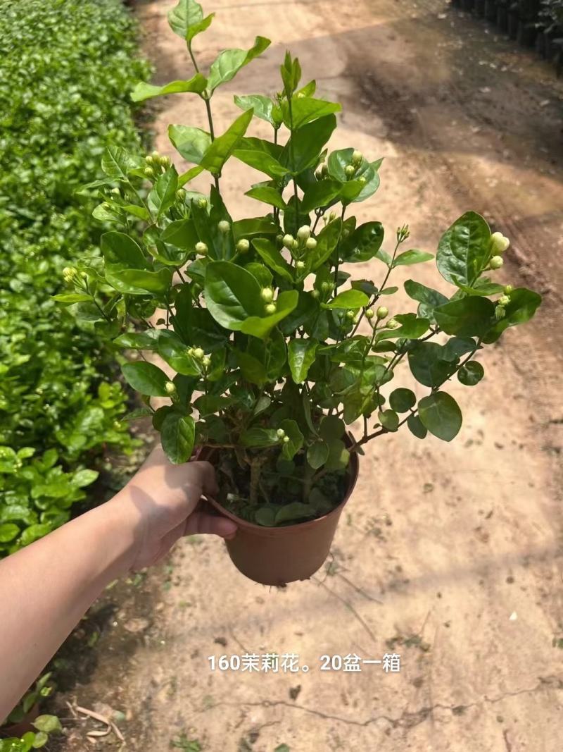 160茉莉花一箱20盆一盆8.5元，基地直发大小花苞多多