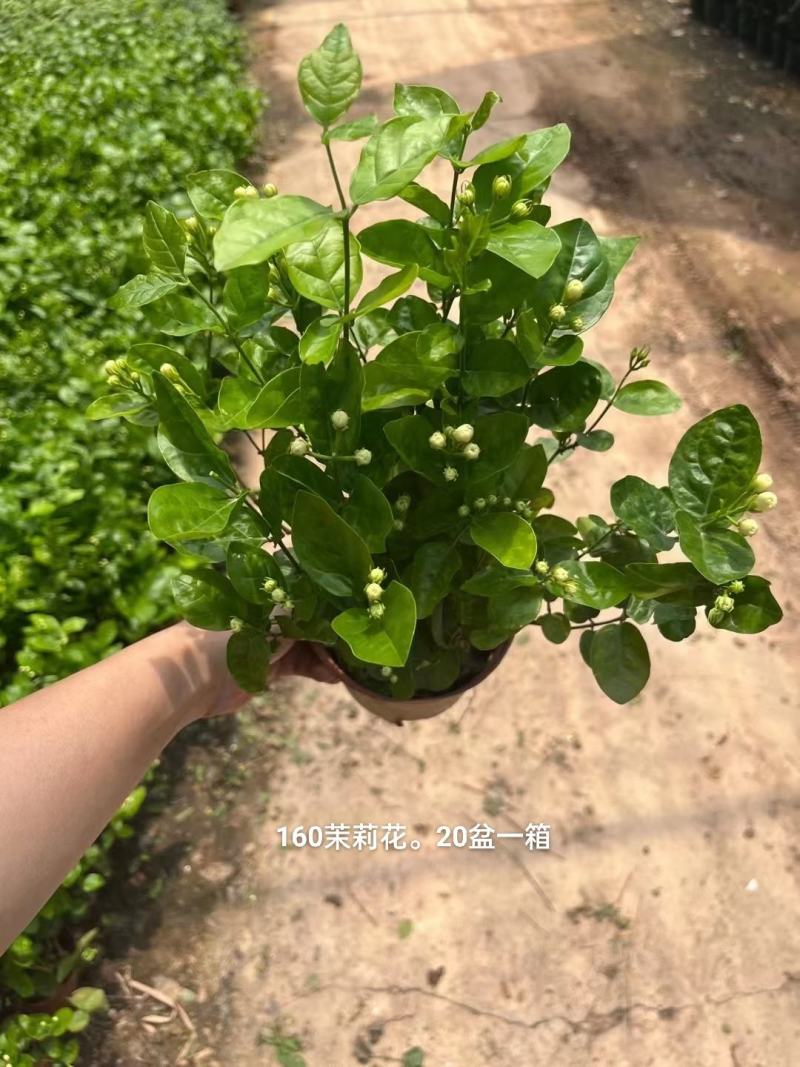 160茉莉花一箱20盆一盆8.5元，基地直发大小花苞多多