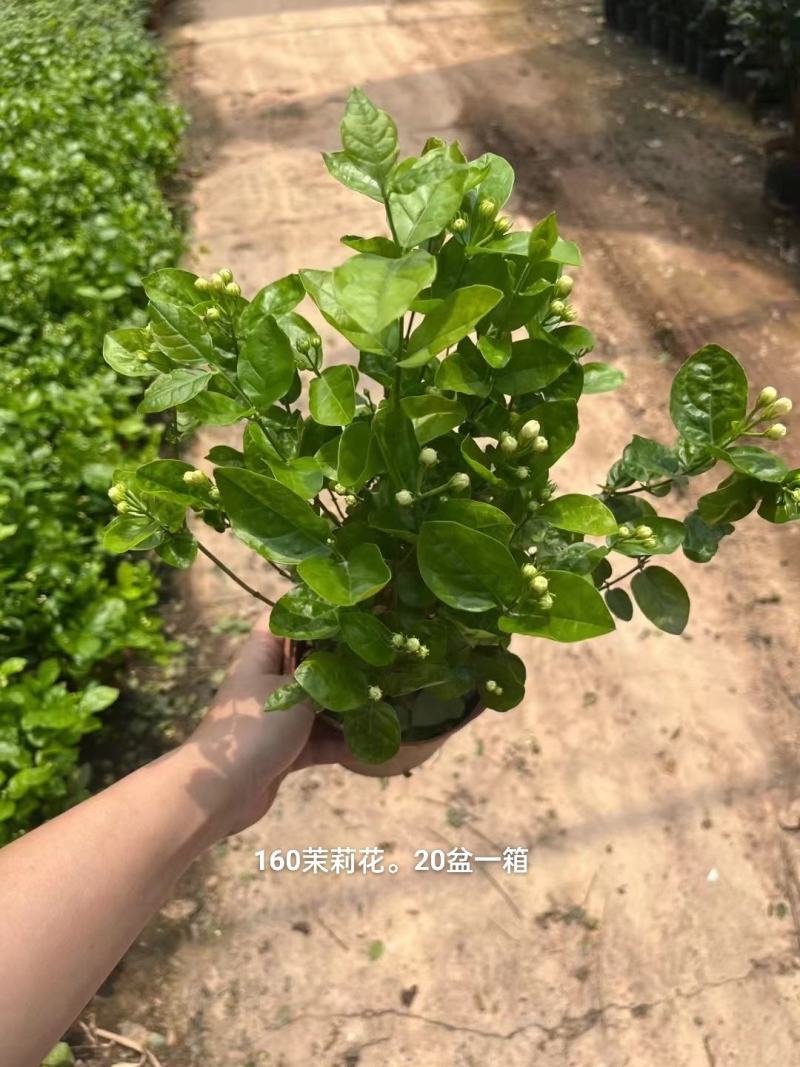 160茉莉花一箱20盆一盆8.5元，基地直发大小花苞多多