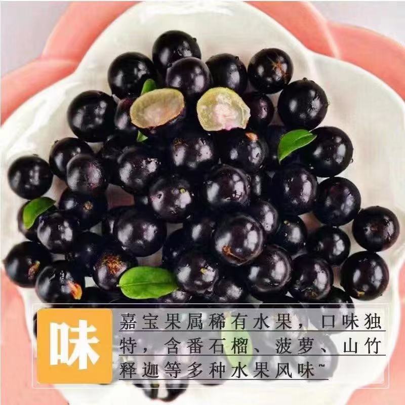 高品质嘉宝果当天采摘当天发货