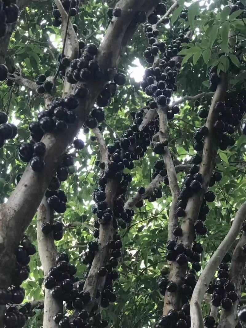 高品质嘉宝果当天采摘当天发货