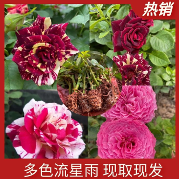 流星雨双色多色大花瓣40，种下天后开花