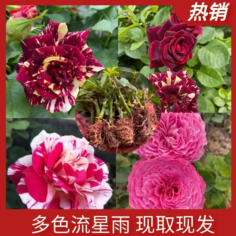 流星雨双色多色大花瓣40，种下天后开花