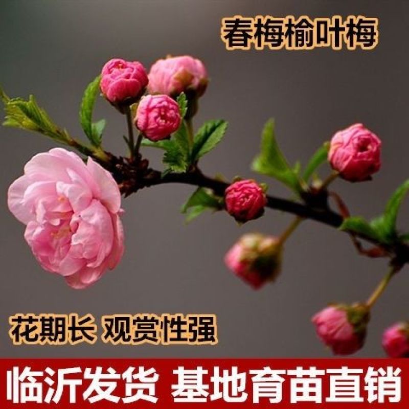 新品梅花榆叶梅春梅重瓣观赏性强耐寒盆栽地栽阳台庭院南北方