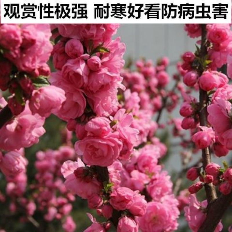 新品梅花榆叶梅春梅重瓣观赏性强耐寒盆栽地栽阳台庭院南北方