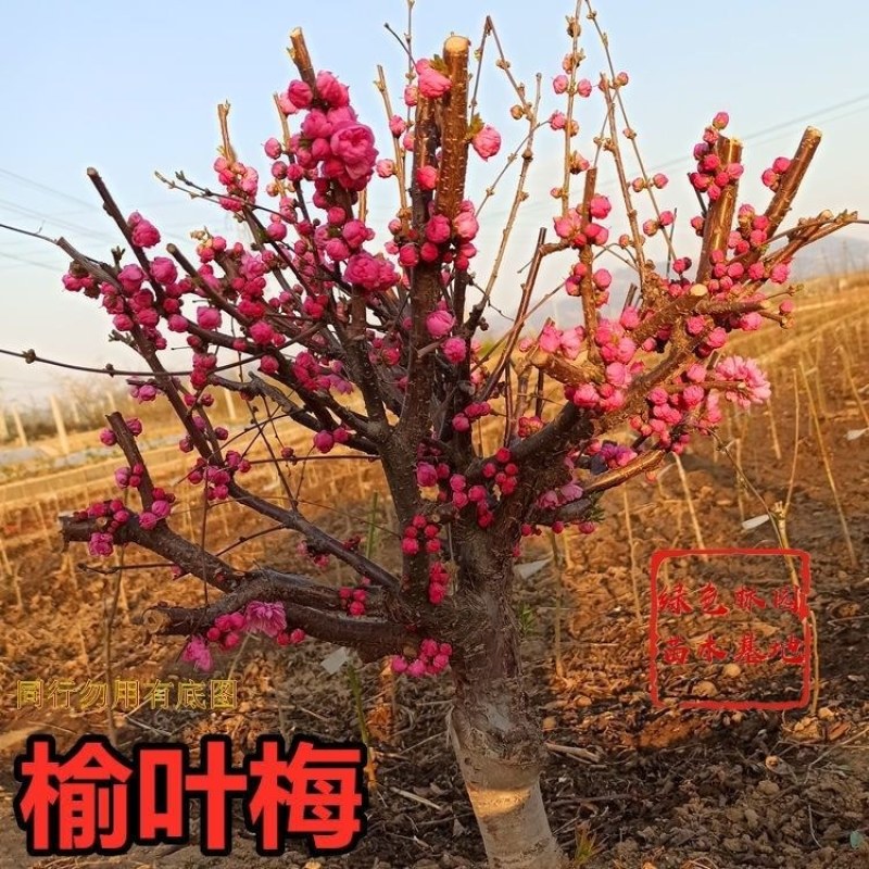 新品梅花榆叶梅春梅重瓣观赏性强耐寒盆栽地栽阳台庭院南北方