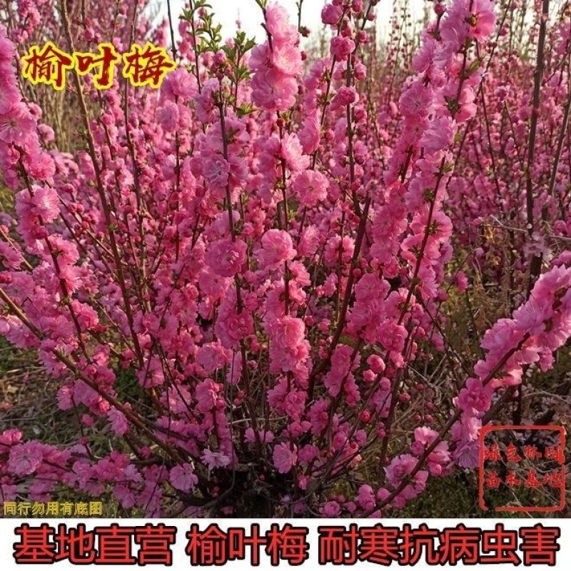 新品梅花榆叶梅春梅重瓣观赏性强耐寒盆栽地栽阳台庭院南北方