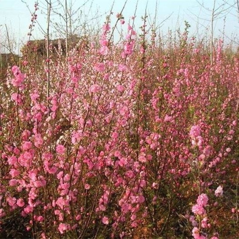 新品梅花榆叶梅春梅重瓣观赏性强耐寒盆栽地栽阳台庭院南北方