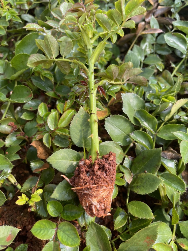 流星雨双色多色大花瓣40，种下天后开花