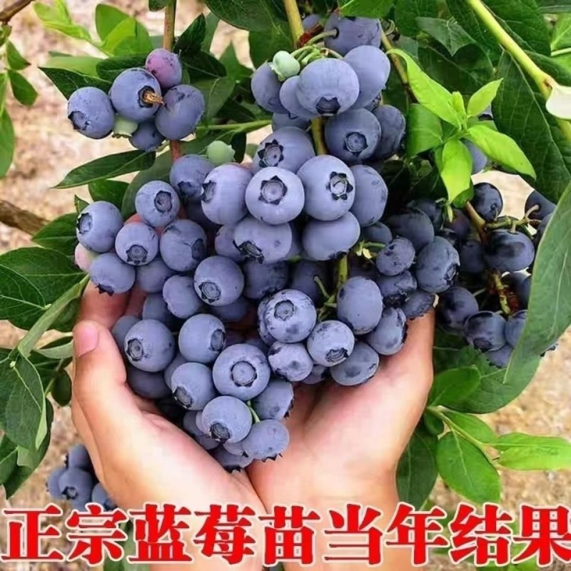 蓝莓树果苗盆栽地栽特大庭院阳台当年结果南方北方种植四季蓝