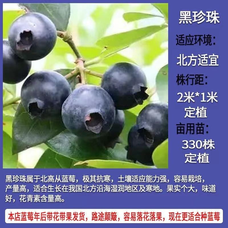 蓝莓树果苗盆栽地栽特大庭院阳台当年结果南方北方种植四季蓝