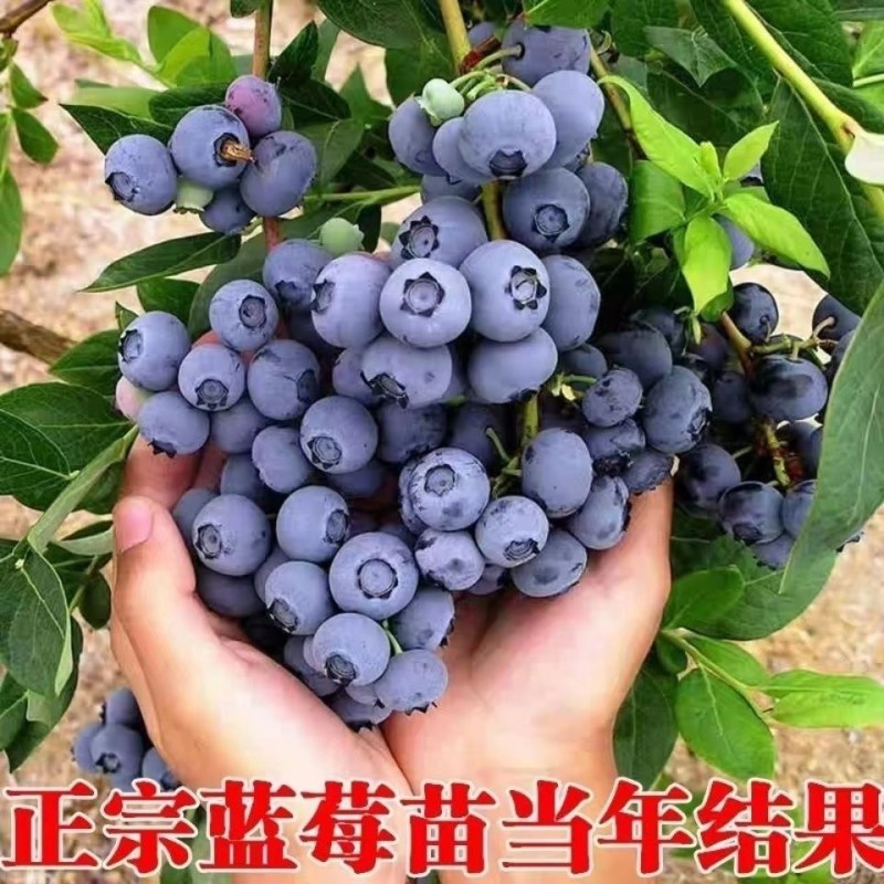 蓝莓树果苗盆栽地栽特大庭院阳台当年结果南方北方种植四季蓝