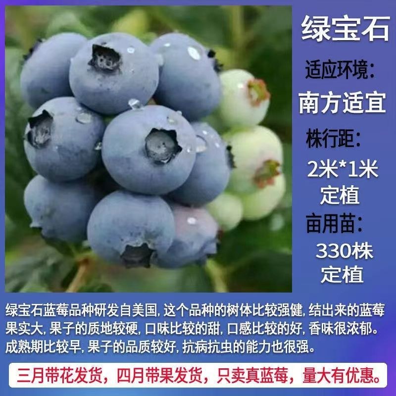 蓝莓树果苗盆栽地栽特大庭院阳台当年结果南方北方种植四季蓝